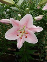 [4216 Companion No102.JPG]